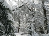 Zima v Biesczadach