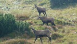 Krásne, zdravé, tatranské. Moje tohtoročné stretnutie s kamzíkom sa mimoriadne vydarilo