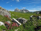 Nástup pod kopec vedie rozkvitnutými lúkami, v pozadí vrch Widderstein (Allgäuské Alpy).