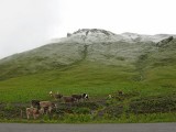 Po týždni dažďa v posledný júlový týždeň nasnežilo. Kravy v sedle Hochtannbergpass,