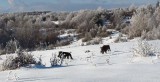 Silická planina