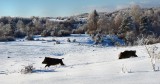 Silická planina