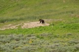 Th_0340_yellowstone
