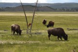 Stádo bizónov v Yellowstone