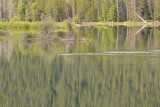 Medvede plávajúce cez Oxbow Bend na rieke Snake River