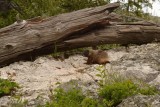 svišť pri Jenny Lake