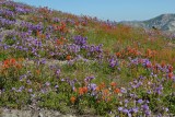 Th_1047_mt_saint_helens