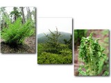 Najčastejším porastom lesných častí Oravských Beskýd sú paprade, rastu všade.