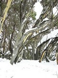 Eukalyptus v snehu