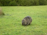 wombat