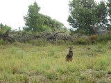 wallaby (podobne, ale mensie ako klokan)