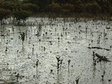 mangrovniky klicia...