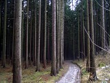 Les - skoro ako v kedysi Tatrach ;-)