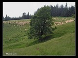 Všadeprítomné stáda oviec.