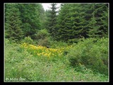 Prvý deň hrebeňovky, scenéria za dedinkou Lopej. Stúpanie k vrchu Hrb (stred Slovenska).