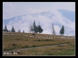 Lúka a ovčie stádo nad Chatou Baleia (v čase keď sme tam boli, bola úplne prázdna a zatvorená).
