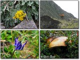 Fauna a flora. Rumunské hríby nemajú problém ani s výškou, tento si rástol v nadmorskej výške cez 2200 m bez sebeväčších problémov (mimochodom, pekný kus to bol).