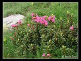 Najznámejšia rastlinka horských lúk, Rhododendron kotschy, endemit rumunskej časti Karpat.