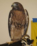 red tail hawk