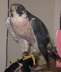 peregrin falcon