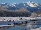 orly chytaju tiahnuce lososy..preto sa tu kazdy rok v rovankom case zidu na krmenie a potom tiahnu na juh..