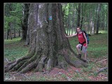 Najstarší miestny jaseň (250 rokov), jeho obvod je asi 630 cm.