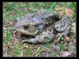 Cestou nám ropucha (Bufo bufo) skrížila cestu, nie je veru príliš sympatická.