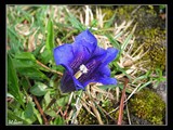 Horec Cliusov (Gentiana clusii) na trávnatých úbočiach Sivého vrchu.