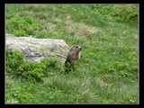Svišť vrchovský tatranský (Marmota marmota latirostris).