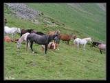 Stádo divých koní tesne pod vrcholom Paringul Mic (2074 m).