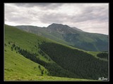 Južné svahy kopca Cirja (2405 m). Zaujimavé je, že les neprechádzal cez pasmo kosodreviny, ale rovno nasledovali vysokohorské lúky.