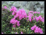 Rhododendron kotschyi, rastúci v suťovisku ľadovcových kotlov.