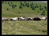 Tamojší pastieri preháňali po horských lúkach takmer všetky druhy hospodárských zvierat.