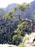 Strom na Sokolici