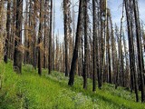 obnova spaleneho lesa...tu na severe rocne zhoria miliony hektarov divociny