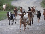 miestna fauna