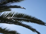 palma