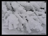 Snehom obalená kosodrevina na Rakytove.