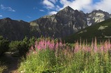 Late summer in Belianske Tatras