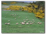 Všadeprítomné pasúce sa ovce.