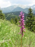 slovenská orchidea