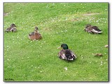 .. kačacia rodina pri jazere Loch Tay. END.