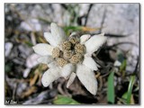 Plesnivec alpský (Leontopodium alpinum).