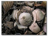 Hviezdovka Berkeleyova  (Geastrum berkeleyi).