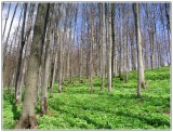 Lesy pri zchádzaní do sedla Samostrel.