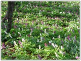 Jarná kvetena rastúca vo vrcholových oblastiach hrebeňa Strážskych v.