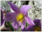 Poniklec slovenský (Pulsatilla slavica).