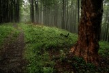 
            Pôvodný bukový prales, dnes už svetové dedičstvo Unesco. Dlhé kilometre sme sa riadili len podla hraničných kameňov        