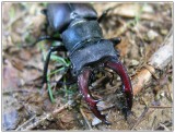 Roháč veľký (Lucanus cervus).