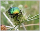 Zlatoň obyčajný (Cetonia aurata).
